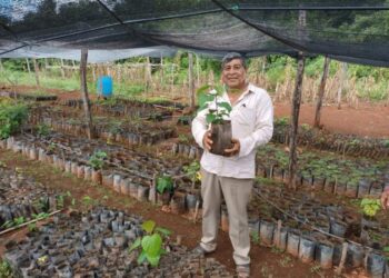 Mayan Farmers Enhance Their Livelihoods and Polyculture of Milpa in Mexico — International Points