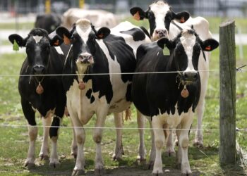 Fowl flu H5N1 outbreak in cattle and Canada an infection fear scientists : Photographs