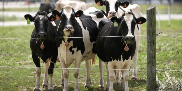 Fowl flu H5N1 outbreak in cattle and Canada an infection fear scientists : Photographs