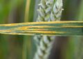 This worldwide surveillance venture goals to guard wheat from lethal ailments