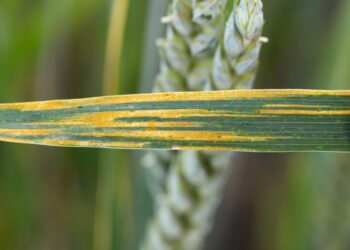 This worldwide surveillance venture goals to guard wheat from lethal ailments