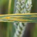 This worldwide surveillance venture goals to guard wheat from lethal ailments