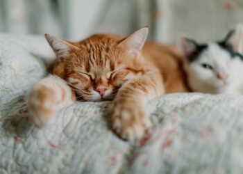 Have a Pretty Weekend. | Cup of Jo