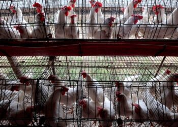 The Fowl Flu Virus Is Near Getting Risker to People