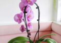 Learn how to Care For Orchids