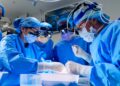 Surgeons transplant a genetically modified pig kidney right into a human : Photographs