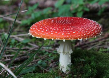 FDA takes motion in opposition to Amanita muscaria in edibles : Photographs