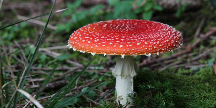 FDA takes motion in opposition to Amanita muscaria in edibles : Photographs