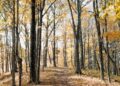 The Final Fall To-Do Checklist (No Apple Choosing or Pumpkin Spice Lattes Crucial) | Wit & Delight