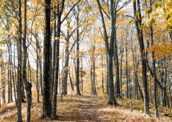 The Final Fall To-Do Checklist (No Apple Choosing or Pumpkin Spice Lattes Crucial) | Wit & Delight