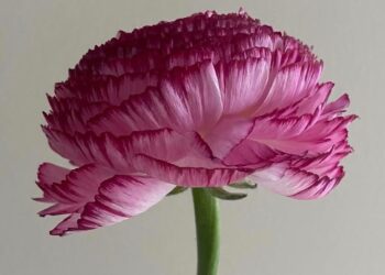 Have a Nice (Lengthy) Weekend