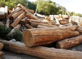 Commerce Partnerships Provide Hope Towards Deforestation — World Points