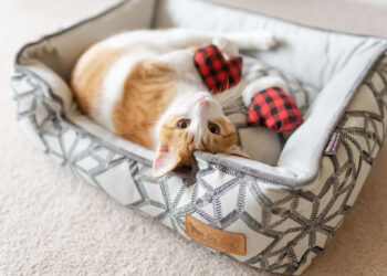 P.L.A.Y.ful: The Present of Sustainable Enjoyable for Your Furry Buddy