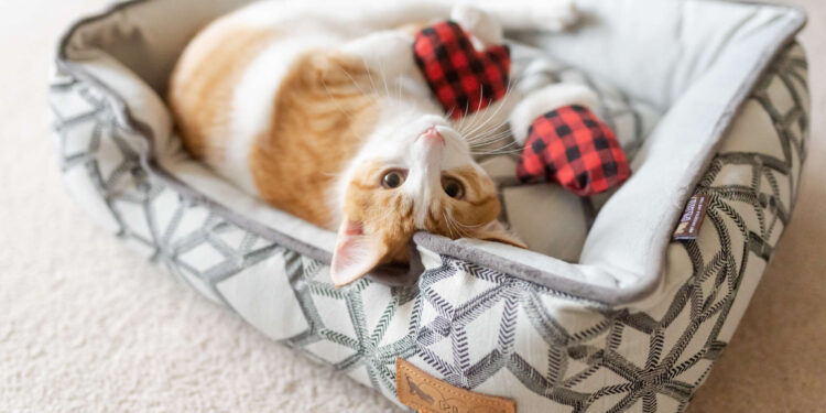 P.L.A.Y.ful: The Present of Sustainable Enjoyable for Your Furry Buddy