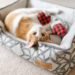 P.L.A.Y.ful: The Present of Sustainable Enjoyable for Your Furry Buddy