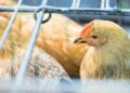 Fowl Flu Prompts New York to Shut Dwell Fowl Markets
