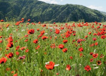 Have a Pretty Weekend. | Cup of Jo