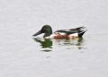 Grim New Fowl Report Exhibits U.S. Duck Inhabitants Dwindling