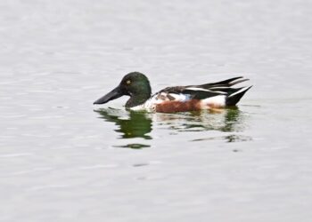 Grim New Fowl Report Exhibits U.S. Duck Inhabitants Dwindling