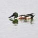 Grim New Fowl Report Exhibits U.S. Duck Inhabitants Dwindling