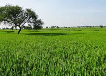 ‘₹10.5 crore in money…’: Viral submit sheds mild on 75-80% of farmland offers being run on black cash in India