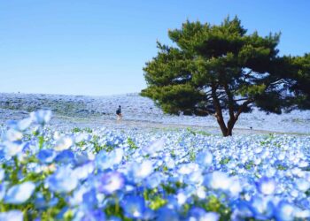 Learn how to Register for VISIT JAPAN WEB: A Step-by-Step Information