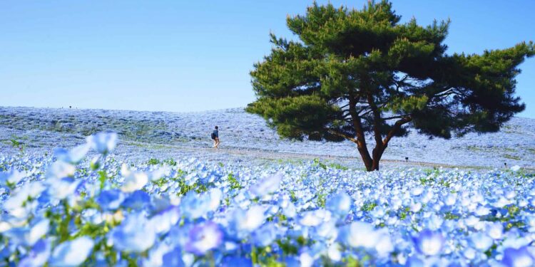 Learn how to Register for VISIT JAPAN WEB: A Step-by-Step Information