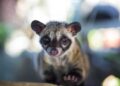 Why Civility Begins With Civets: The Ugly Reality Behind the World’s Most Costly Espresso