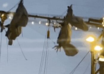 Watch: Chaos as Mexican Navy ship collides with Brooklyn Bridge, sailors seen dangling