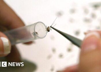 West Nile virus detected in UK mosquitoes for first time