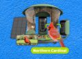 Finest Fowl Feeders With Cameras, Examined and Reviewed (2025)