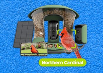 Finest Fowl Feeders With Cameras, Examined and Reviewed (2025)