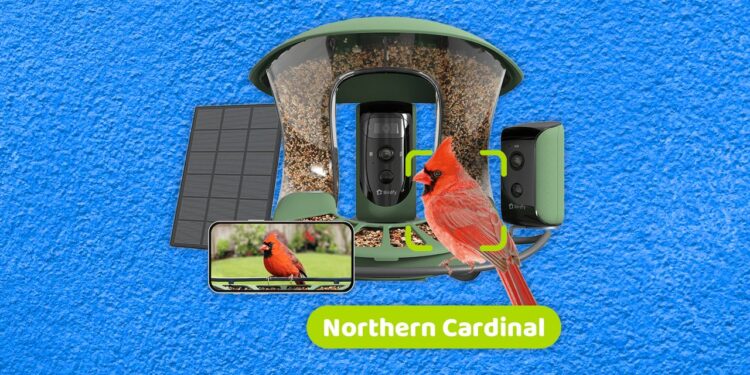 Finest Fowl Feeders With Cameras, Examined and Reviewed (2025)