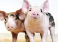 The US has accredited CRISPR pigs for meals