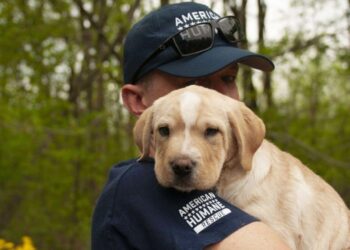 Put together Now to Defend Your Pets Throughout Hurricane Season