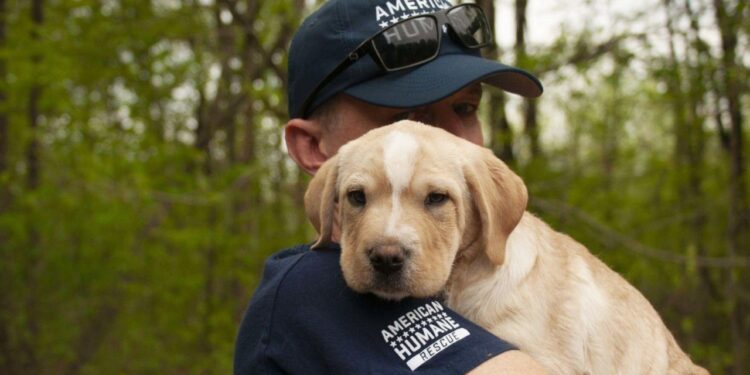 Put together Now to Defend Your Pets Throughout Hurricane Season