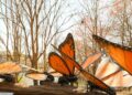 Fairchild Tropical Botanic Backyard’s Newest Exhibition Will Give You a Buzz
