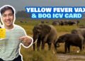 Learn how to Get YELLOW FEVER Vaccine & ICV within the Philippines • BOQ Necessities & FAQs