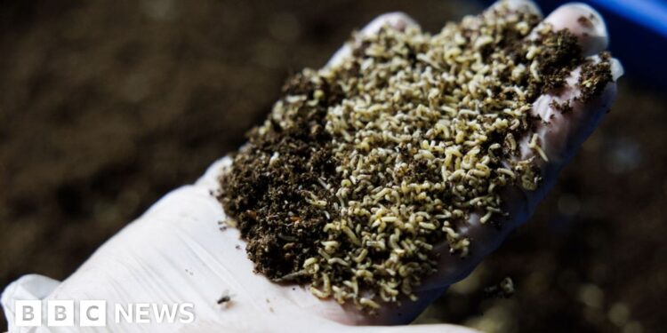 Ought to we be letting flies eat our meals waste?