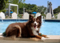 Canine Pleasant Journey Collection: The Belgrove Resort & Spa, West Palm Seaside