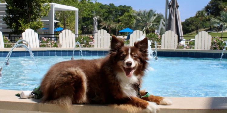 Canine Pleasant Journey Collection: The Belgrove Resort & Spa, West Palm Seaside