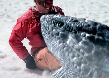AVALANCHE SHARKS Free on Fandango, Fawesome, Pluto TV, Tubi and YouTube –