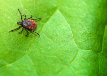 The Greatest and Worst Option to Take away a Tick