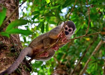 Ecuadorian Amazon Rainforest: Hidden Gems, Eco-Lodges and Indigenous Cultures