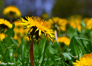 7 Yard Natural Cures to Harvest Your self