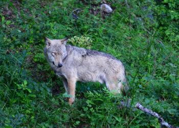 Europe battle unfolds over wolves : NPR