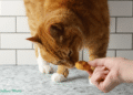 Smooth Selfmade Cat Treats Recipe