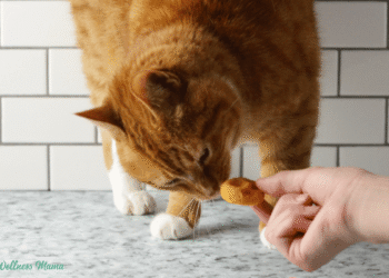 Smooth Selfmade Cat Treats Recipe
