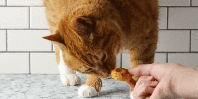 Smooth Selfmade Cat Treats Recipe