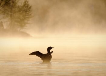 17 Finest Issues to Do within the Higher Peninsula, Michigan (2025 Information)